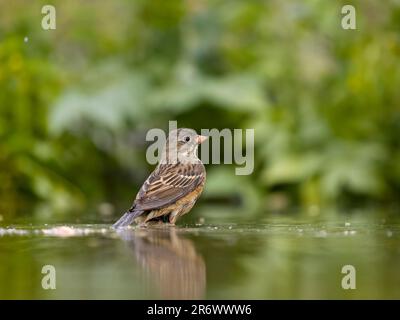 Ortolan bunting, Emberiza hortulana, single bird in acqua bagnatura, Bulgaria, giugno 2023 Foto Stock