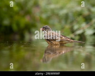 Ortolan bunting, Emberiza hortulana, single bird in acqua bagnatura, Bulgaria, giugno 2023 Foto Stock