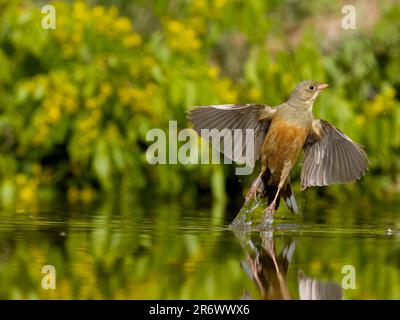 Ortolan bunting, Emberiza hortulana, single maschio in bagno d'acqua, Bulgaria, giugno 2023 Foto Stock