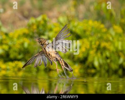 Ortolan bunting, Emberiza hortulana, single maschio in bagno d'acqua, Bulgaria, giugno 2023 Foto Stock