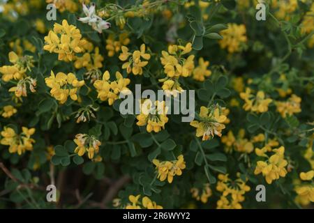 Il cespuglio di Coronilla fiorisce con un primo piano di fiori gialli, una messa a fuoco poco profonda Foto Stock