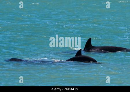 Balena killer nella penisola di Valdes, provincia di Chubut, Patagonia, Argentina Foto Stock