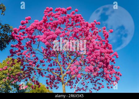 (Handroanthus eptaphyllus) primo piano di un bellissimo albero di tromba rosa, rosea di Tabebuia in piena fioritura. Ipê rosa, rosa ipê. Brasília DF Foto Stock