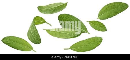 Foglie di salvia in caduta isolate su fondo bianco, profondità di campo piena Foto Stock