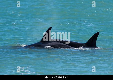 Balena killer nella penisola di Valdes, provincia di Chubut, Patagonia, Argentina Foto Stock