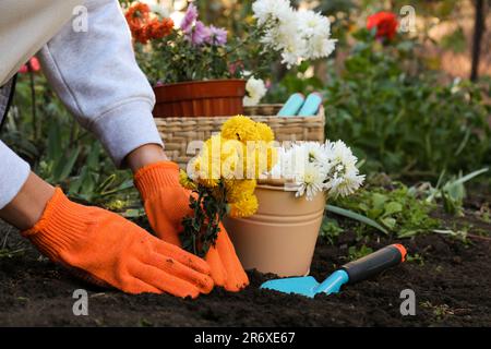 Donna che trapiantano fiori gialli in terreno fresco in giardino, primo piano Foto Stock