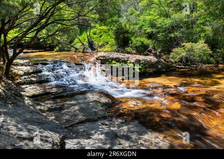 Jamison Creek, Wentworth Falls, Blue Mountains National Park, New South Wales, Australia Foto Stock