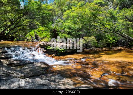 Jamison Creek, Wentworth Falls, Blue Mountains National Park, New South Wales, Australia Foto Stock