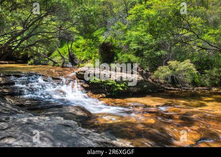 Jamison Creek, Wentworth Falls, Blue Mountains National Park, New South Wales, Australia Foto Stock