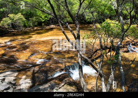 Jamison Creek, Wentworth Falls, Blue Mountains National Park, New South Wales, Australia Foto Stock