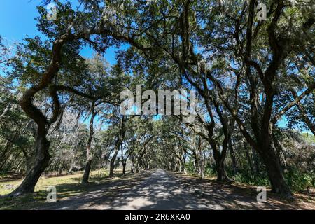 Muschio spagnolo lungo la strada fiancheggiata da querce presso la storica Wormsloe Plantation a Savannah, Georgia. Foto Stock