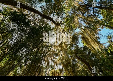 Muschio spagnolo lungo la strada fiancheggiata da querce presso la storica Wormsloe Plantation a Savannah, Georgia. Foto Stock