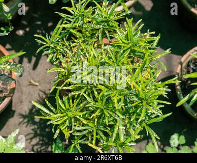 Foglie gialle di closeup ornamentale di piante di crantoni. Foto Stock