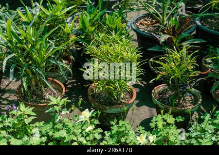 Bella crotons piante di mammifero in pentola in vivaio di pianta. Foto Stock