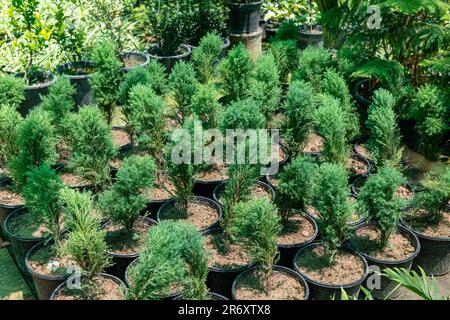 Cespugli di ginepro verde in pentole in vivaio di pianta per la vendita. Foto Stock