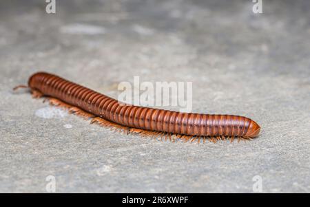 Primo piano un grande millipede che striscio sul pavimento di cemento, fuoco selettivo. Foto Stock