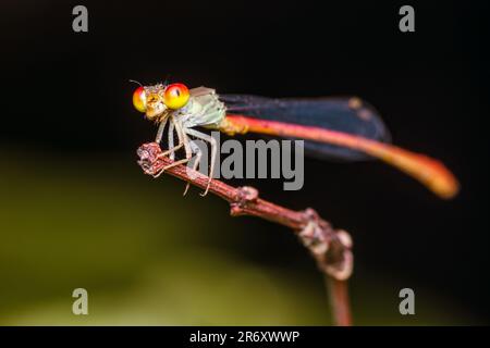 Una damselfly arancione appollaiata su un ramo di albero e sfondo naturale, fuoco selettivo, macro di insetti, insetto colorato in Thailandia. Foto Stock