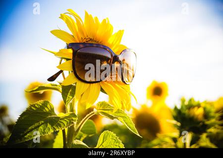 Ensaio fotográfico no campo de Girassóis, região do PAD/DF - Brasília - Brasile. Foto Stock