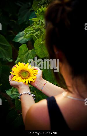 Ensaio fotográfico no campo de Girassóis, região do PAD/DF - Brasília - Brasile. Foto Stock