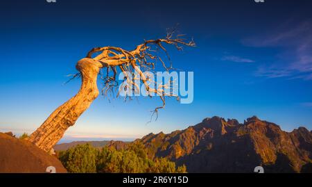 Un albero solitario morto vicino alla cima più alta di Madeira Pico Ruivo Foto Stock