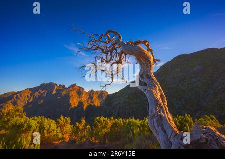 Un albero solitario morto vicino alla cima più alta di Madeira Pico Ruivo Foto Stock