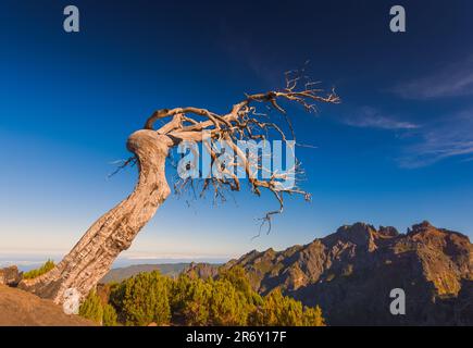 Un albero solitario morto vicino alla cima più alta di Madeira Pico Ruivo Foto Stock