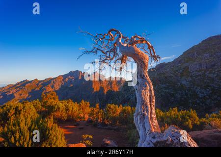 Un albero solitario morto vicino alla cima più alta di Madeira Pico Ruivo Foto Stock