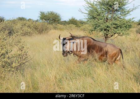 Un wildebeest blu (Connochaetes taurinus) dotato di un collare di tracciamento satellitare utilizzato per la ricerca scientifica, Sudafrica Foto Stock