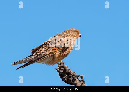 Un gheppio maggiore (Falco rupicoloides) arroccato su un ramo contro un cielo blu, il Sudafrica Foto Stock