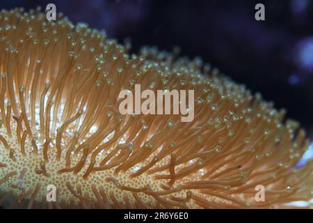 Corallo in pelle nell'acquario marino della barriera corallina Foto Stock