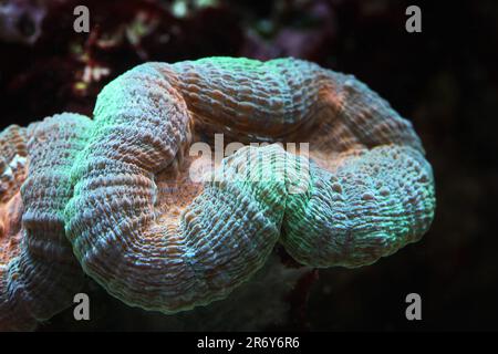 LPS corallo [ Lobophyllia sp ] in acquario marino della barriera corallina Foto Stock