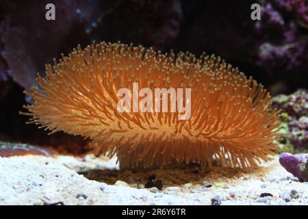 Corallo in pelle [ Sarcophyton sp ] in acquario marino della barriera corallina Foto Stock