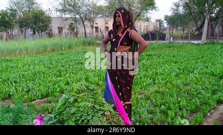 Seria giovane donna indiana che guarda in lontananza vicino a un campo. Bella donna in piedi in un campo verde in posizione seria. Foto Stock