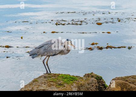 Great Blue Heron sulla spiaggia con sfondo blu chiaro dell'oceano. Morro Bay, California Foto Stock