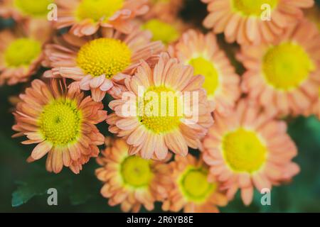 Primo piano rosso-giallo Chrysanthemum (Mums cluster) in fondo sfocato chiaro e morbido Foto Stock