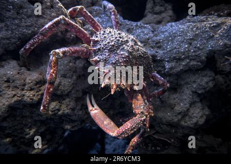 Granchio ragno su una roccia. Primo piano della vista macro Foto Stock