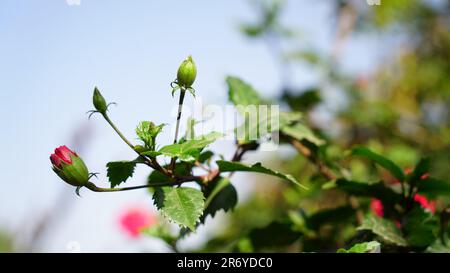 Gudhal, germoglio di fiori di ibisco con insetto. sfocatura dello sfondo. Nuovo germogliante bel fiore di Gudhal o porcellana rosa, Gudhal, Chaba, fiore scarpa Foto Stock