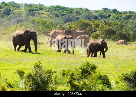 Una grande mandria di elefanti africani godendo il sole nel loro habitat naturale, pascolando pacificamente sulla savana aperta Foto Stock