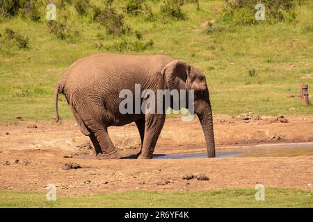 Un maestoso elefante africano attraversa una savana soleggiato, il suo tronco sfiorando la superficie di un vicino foro di irrigazione Foto Stock