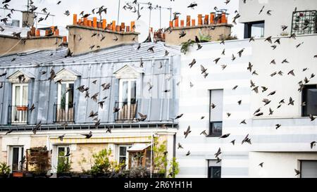 Migrazione di starlings attraverso Parigi Foto Stock