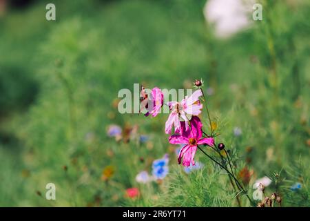 Farfalla seduta su Un fiore Foto Stock