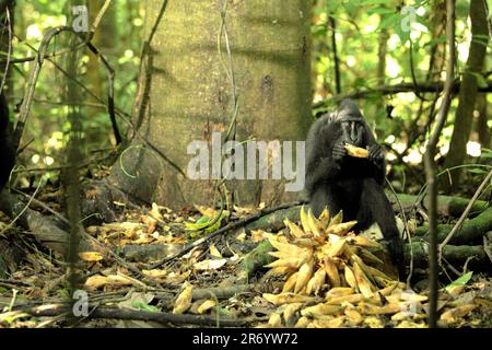 Un macaco di Sulawesi con cresta nera (Macaca nigra) si sta nutrendo di frutti di liana caduti mentre è seduto a terra nella foresta pluviale di Tangkoko Riserva Naturale nel Nord Sulawesi, Indonesia. Il primate endemico di Sulawesi spende il 59 per cento del loro tempo che alimenta e spendono il 60-70 per cento del tempo che alimenta sulla frutta. Tuttavia, l'ultima relazione suggerisce che l'impatto del cambiamento climatico sulle stagioni influenzerà indirettamente la possibilità che la scimmia endemica venga infettata dagli endoparasiti. Foto Stock