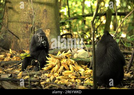 I giovani di macaco crestato nero Sulawesi (Macaca nigra) si nutrono di frutti di liana caduti, mentre sono seduti a terra nella Riserva Naturale di Tangkoko, Nord Sulawesi, Indonesia. Numerosi primati sono altamente fruttivori, e le loro dimensioni relativamente grandi consentono loro di disperdere semi piccoli e grandi su lunghe distanze, migliorando la rigenerazione delle foreste, secondo un team di scienziati guidati da Alejandro Estrada (Istituto di Biologia, Università Nazionale Autonoma del Messico). Molti primati sono stati identificati o sospettati come impollinatori importanti. Foto Stock