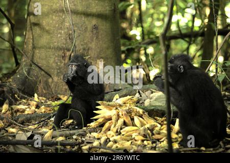 I giovani di macaco crestato nero Sulawesi (Macaca nigra) si nutrono di frutti di liana caduti, mentre sono seduti a terra nella Riserva Naturale di Tangkoko, Nord Sulawesi, Indonesia. Numerosi primati sono altamente fruttivori, e le loro dimensioni relativamente grandi consentono loro di disperdere semi piccoli e grandi su lunghe distanze, migliorando la rigenerazione delle foreste, secondo un team di scienziati guidati da Alejandro Estrada (Istituto di Biologia, Università Nazionale Autonoma del Messico). Molti primati sono stati identificati o sospettati come impollinatori importanti. Foto Stock