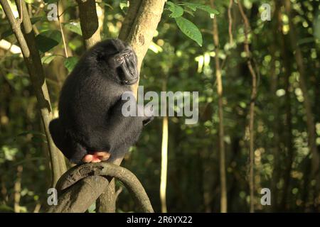 Ritratto di un macaco crestato nero Sulawesi (Macaca nigra), come è seduto su una liana nella riserva naturale di Tangkoko, Sulawesi settentrionale, Indonesia. Almeno dal 1997, gli scienziati stanno esaminando i possibili effetti del cambiamento climatico sui primati del mondo, con i risultati che sta presumibilmente cambiando i loro comportamenti, le loro attività, i cicli riproduttivi e la disponibilità alimentare. Una nuova ricerca suggerisce che proteggere la fauna selvatica in tutto il mondo potrebbe migliorare in modo significativo la cattura e lo stoccaggio del carbonio naturale sovraricando i pozzi di assorbimento del carbonio dell’ecosistema. Foto Stock