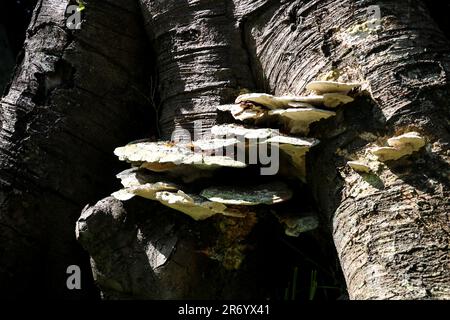 Fungo staffa che cresce su un vecchio tronco di albero in un giardino di proprietà di paese Foto Stock