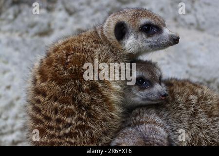 Famiglia Meerkat (Suricata suricatta) originaria del deserto di Kalahari nell'Africa meridionale Foto Stock