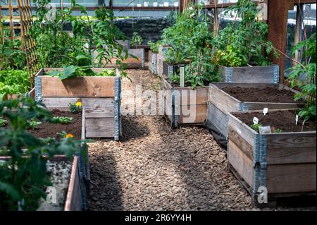 Letti rialzati in legno con piante in serra giardino comunitario a Tallinn, Estonia, all'inizio dell'estate Foto Stock