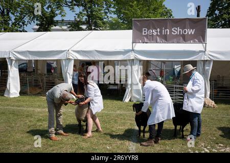 Il giudizio si svolge fuori dal "Best in Breed", dove le migliori pecore sono allineate con i loro proprietari al Lambeth Country Show di Brockwell Park, Herne Hill, Londra sud, il 10th giugno 2023, a Londra, Inghilterra. Foto Stock