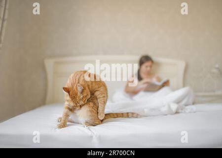 Gatto zenzero che si grooming su un letto bianco incontaminato accanto a una donna Foto Stock